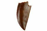 Serrated, Raptor Tooth - Real Dinosaur Tooth #115846-1